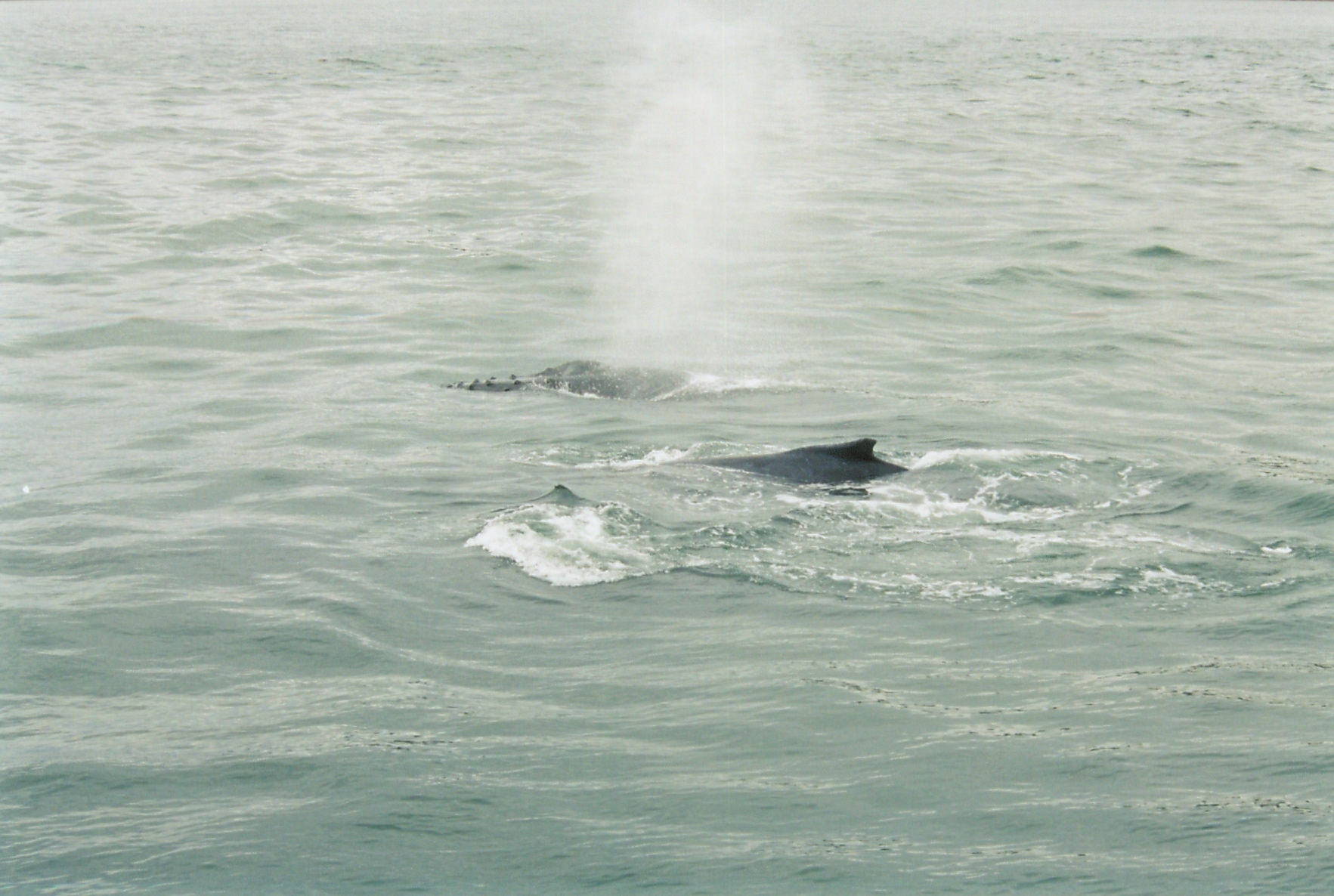 Whale Skagway Alaska