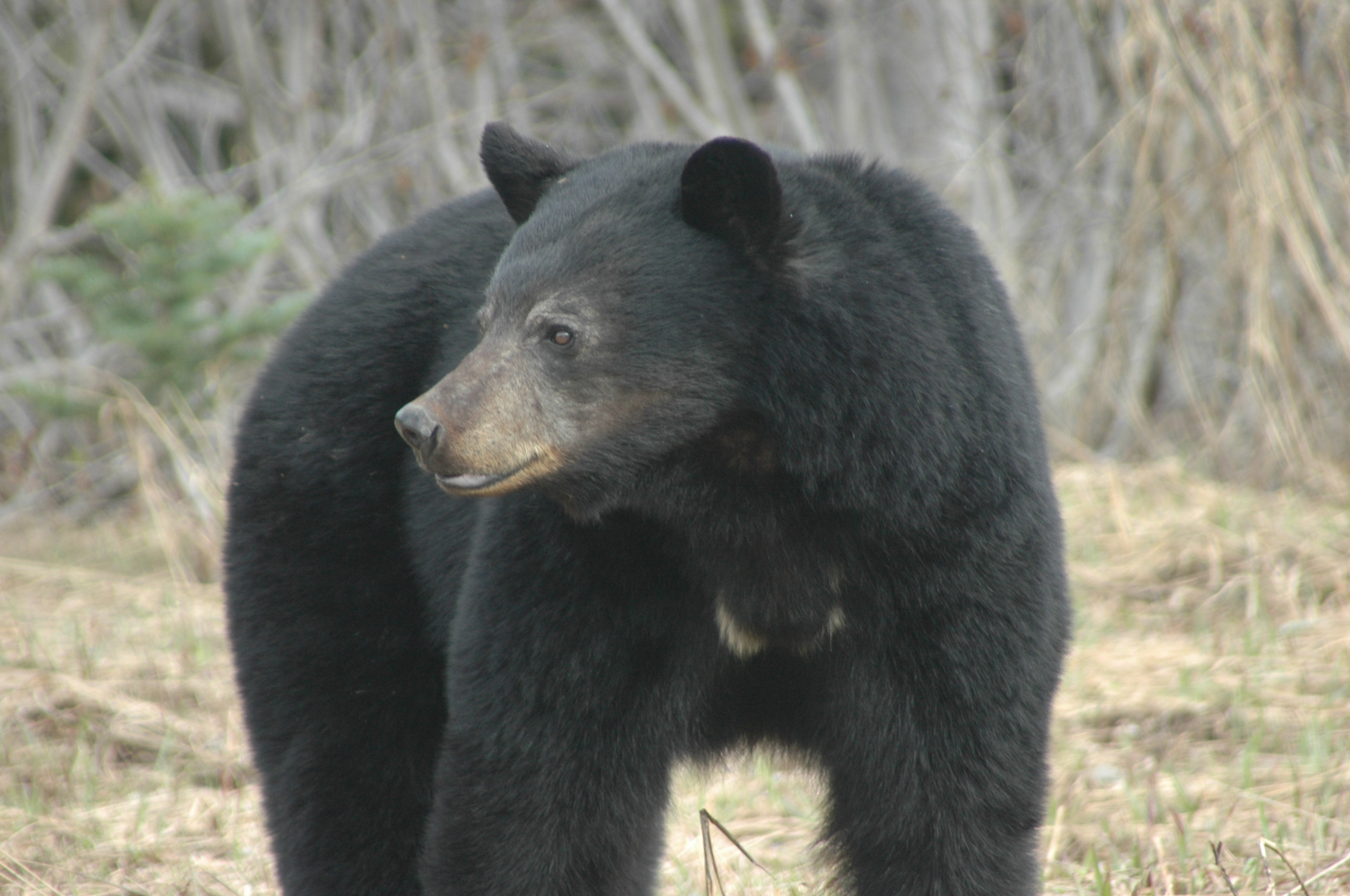Black Bear Skagway Alaska