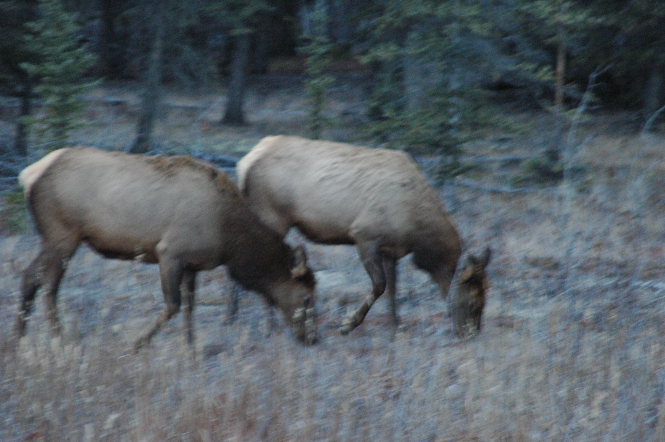 ELK