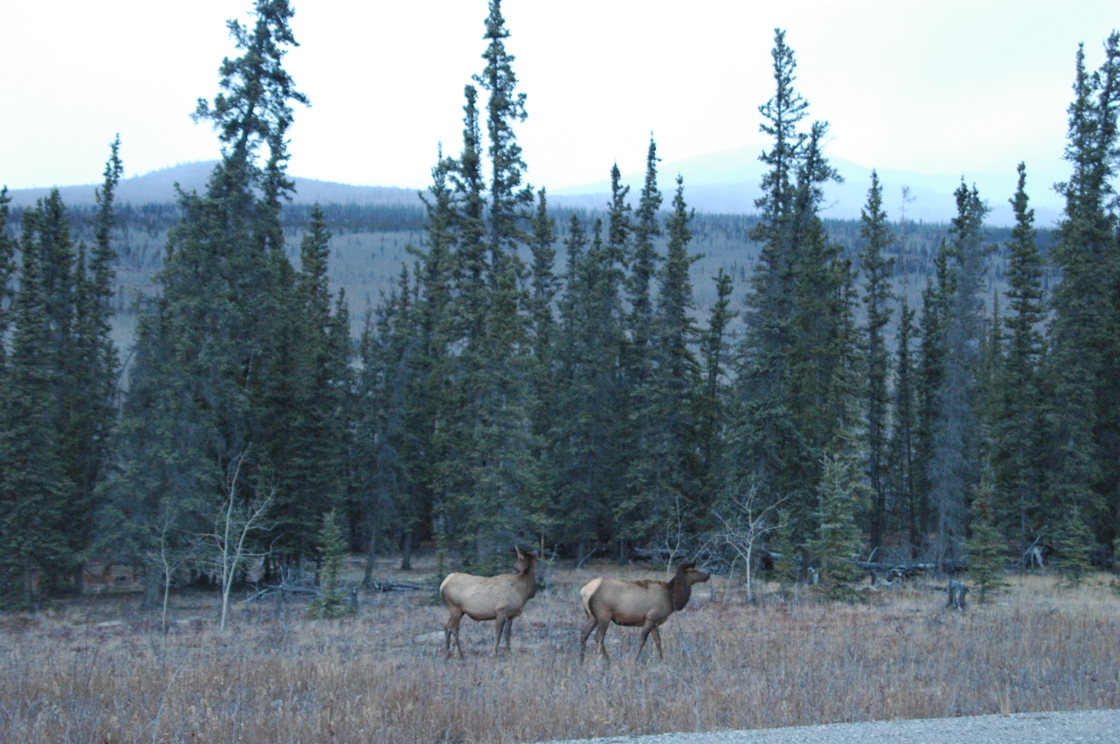 ELK