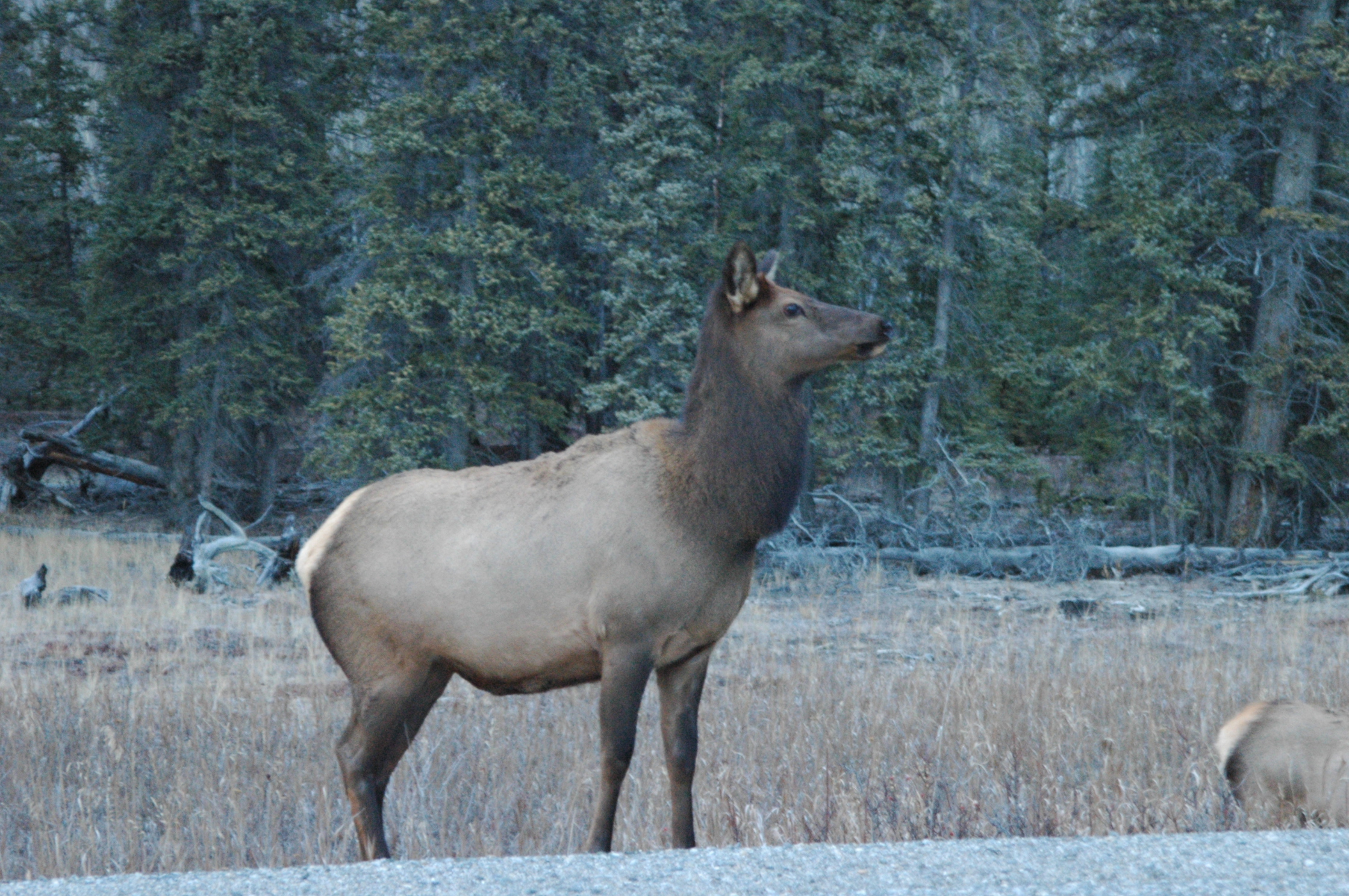 ELK