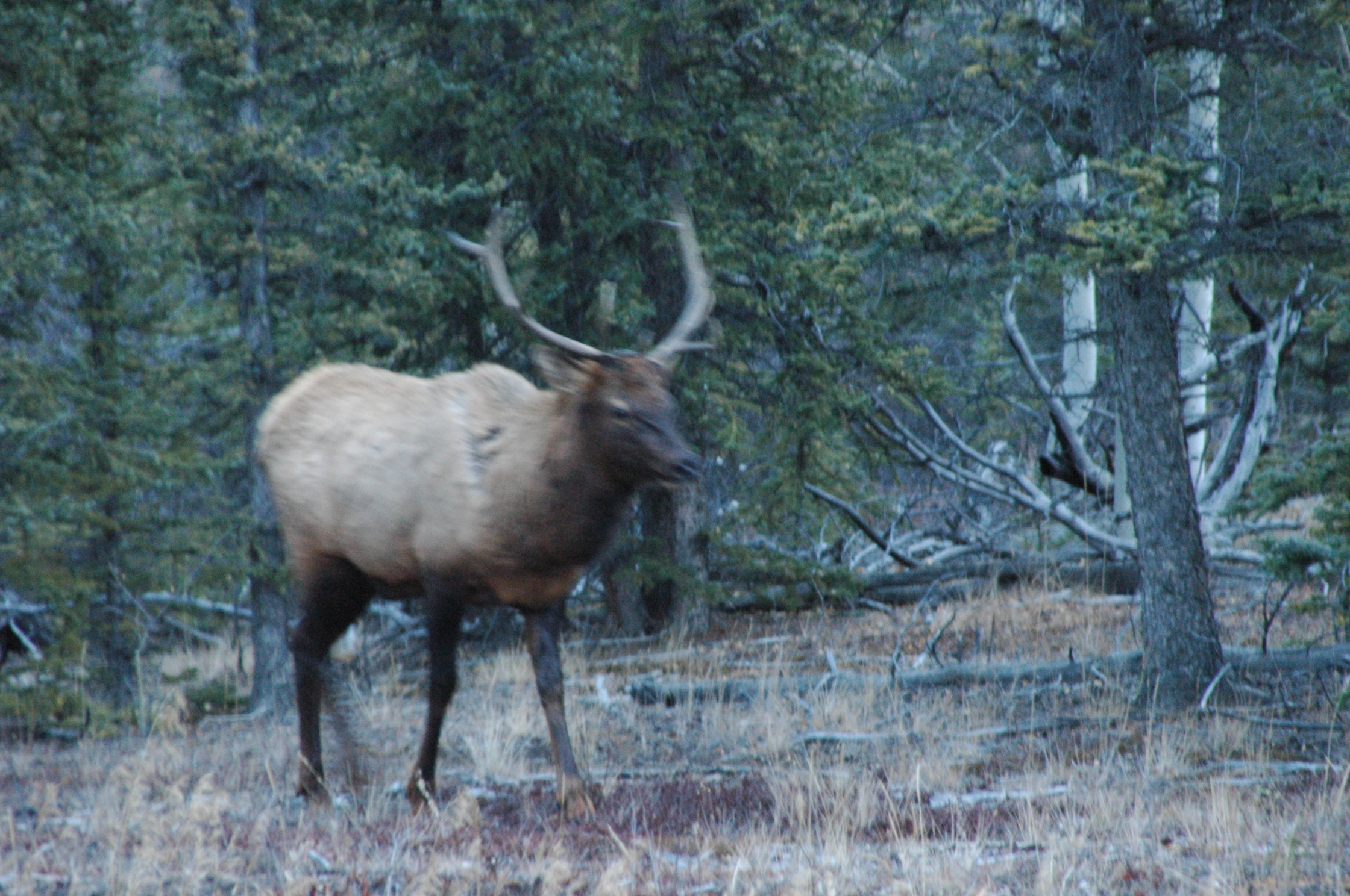 ELK