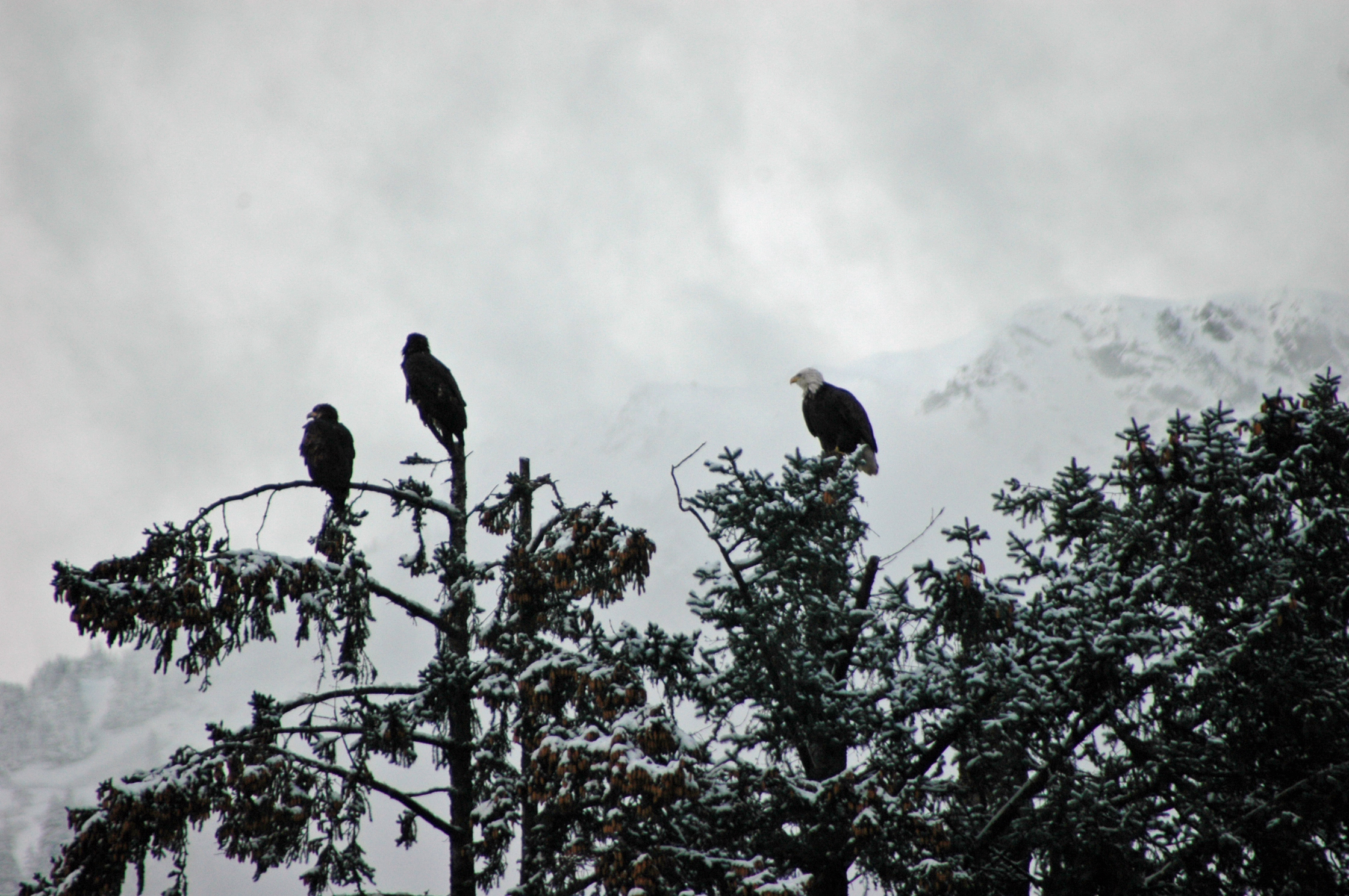 Bald Eagle Skagway Alaska