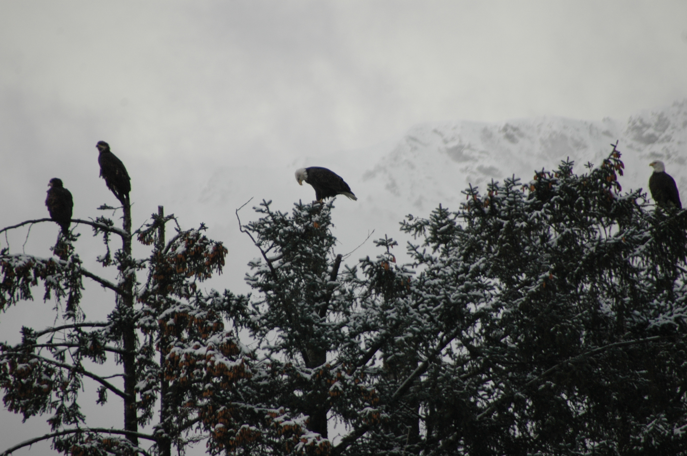 Bald Eagle Skagway Alaska