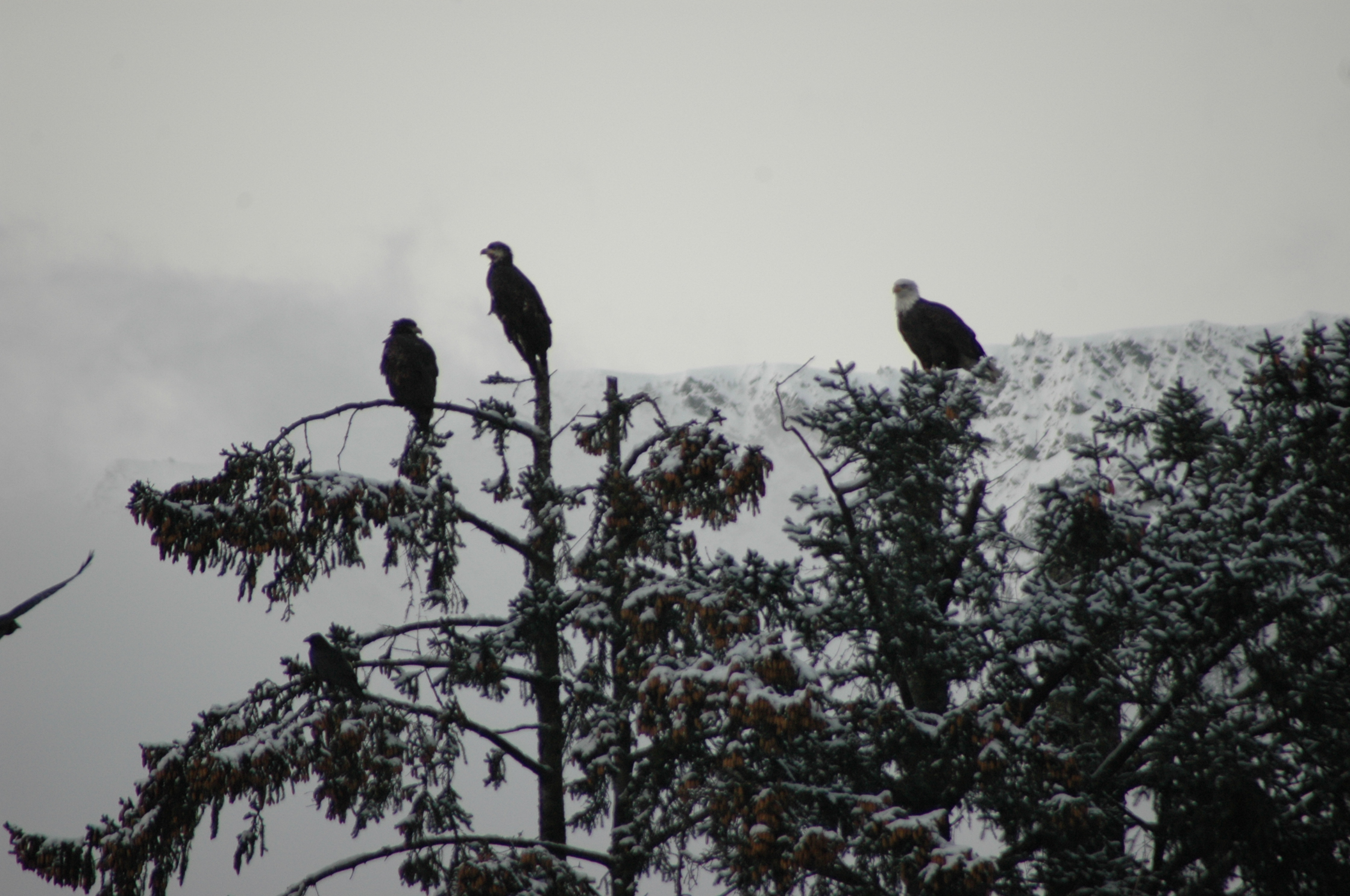 Bald Eagle Skagway Alaska