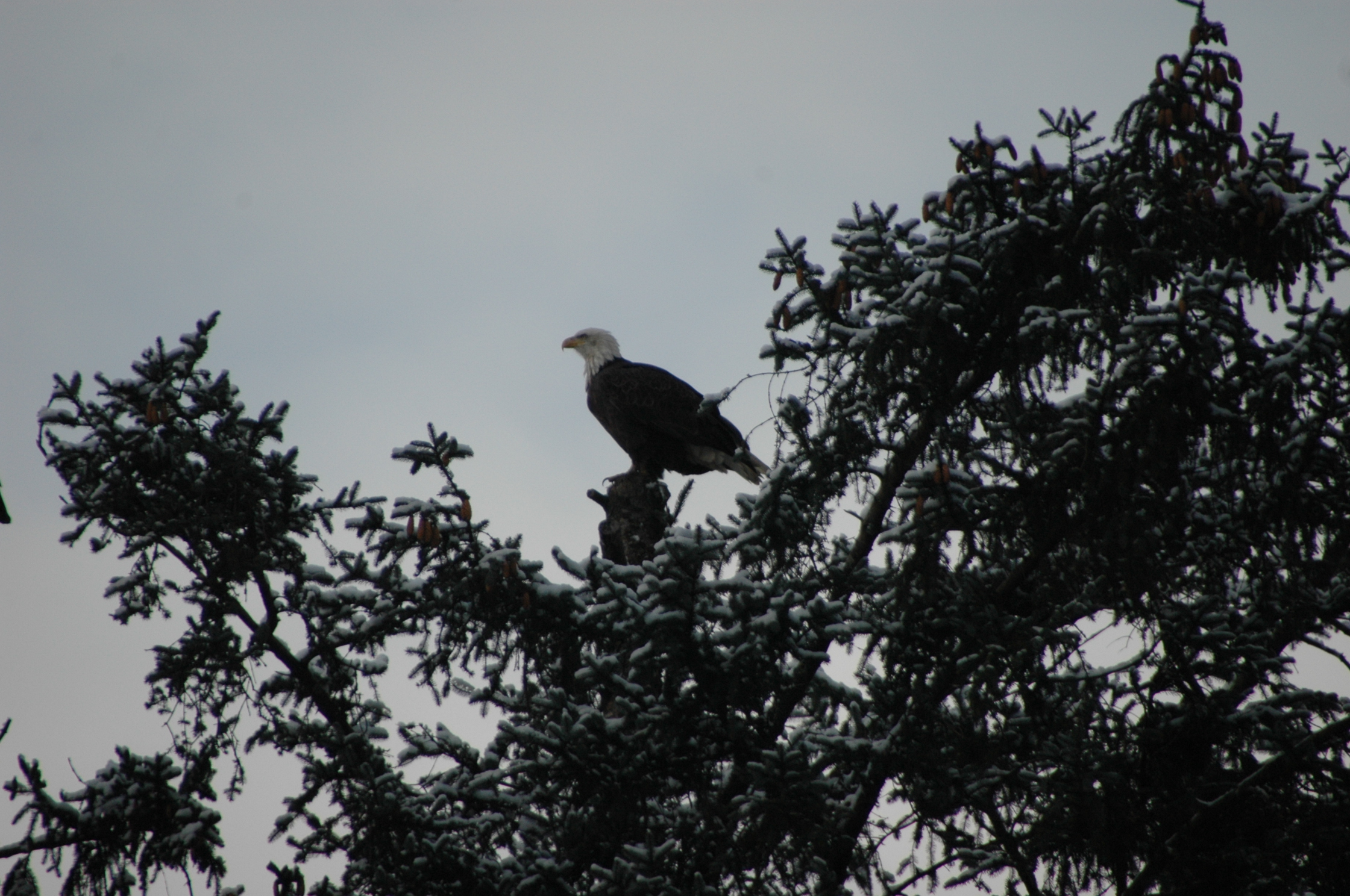 Bald Eagle Skagway Alaska