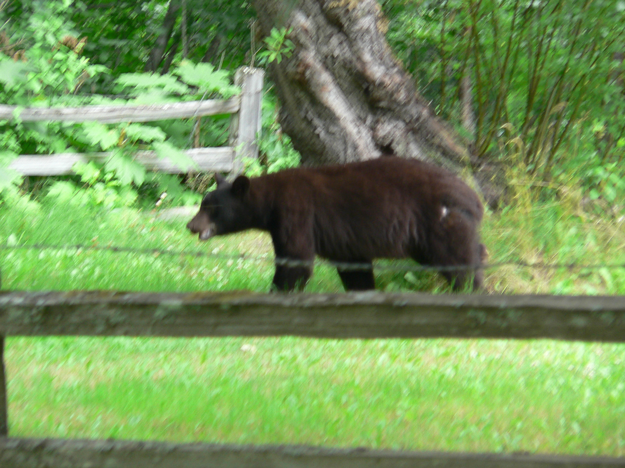 Brown Bear Skagway Alaska