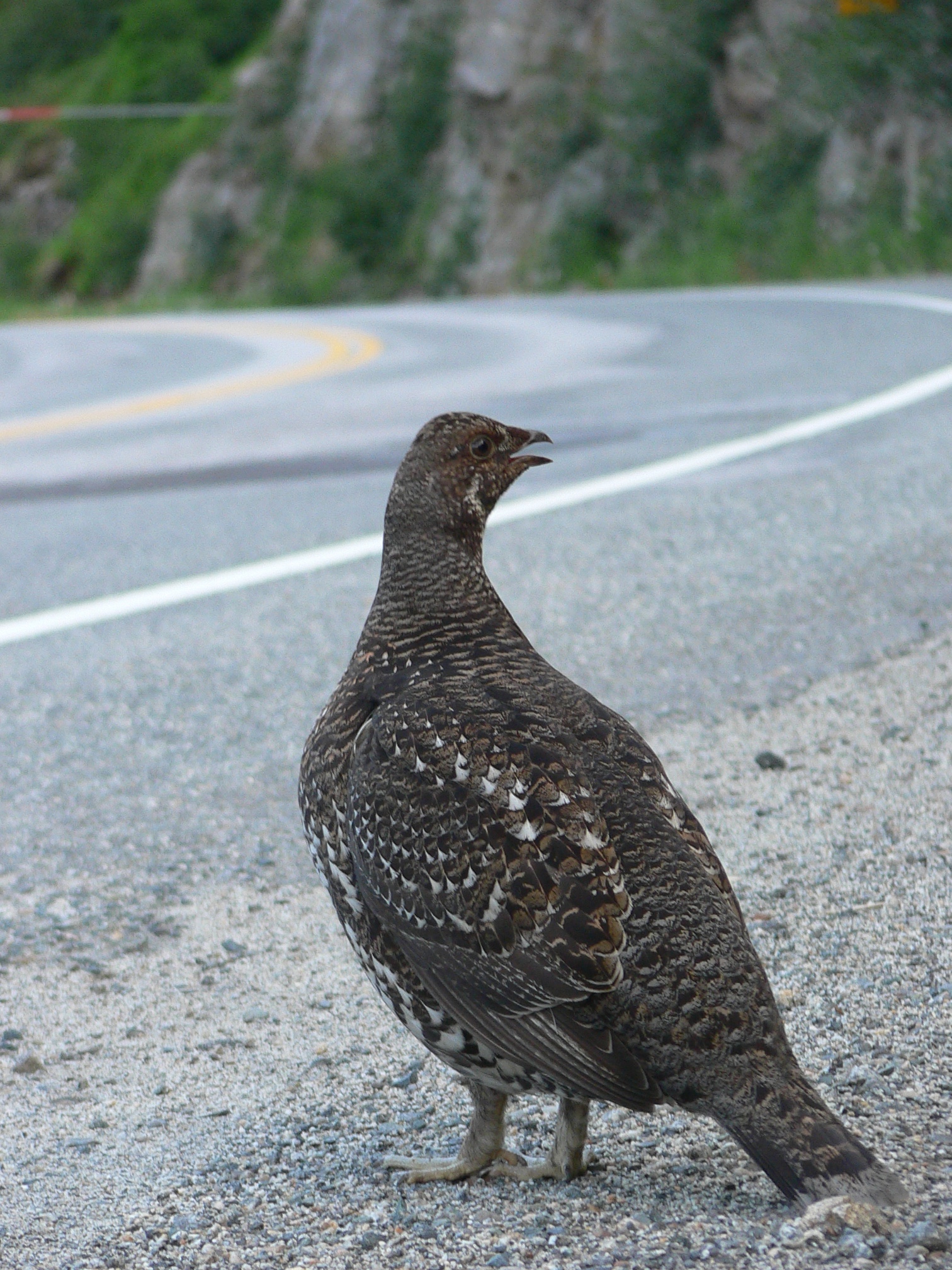 Ptarmigan