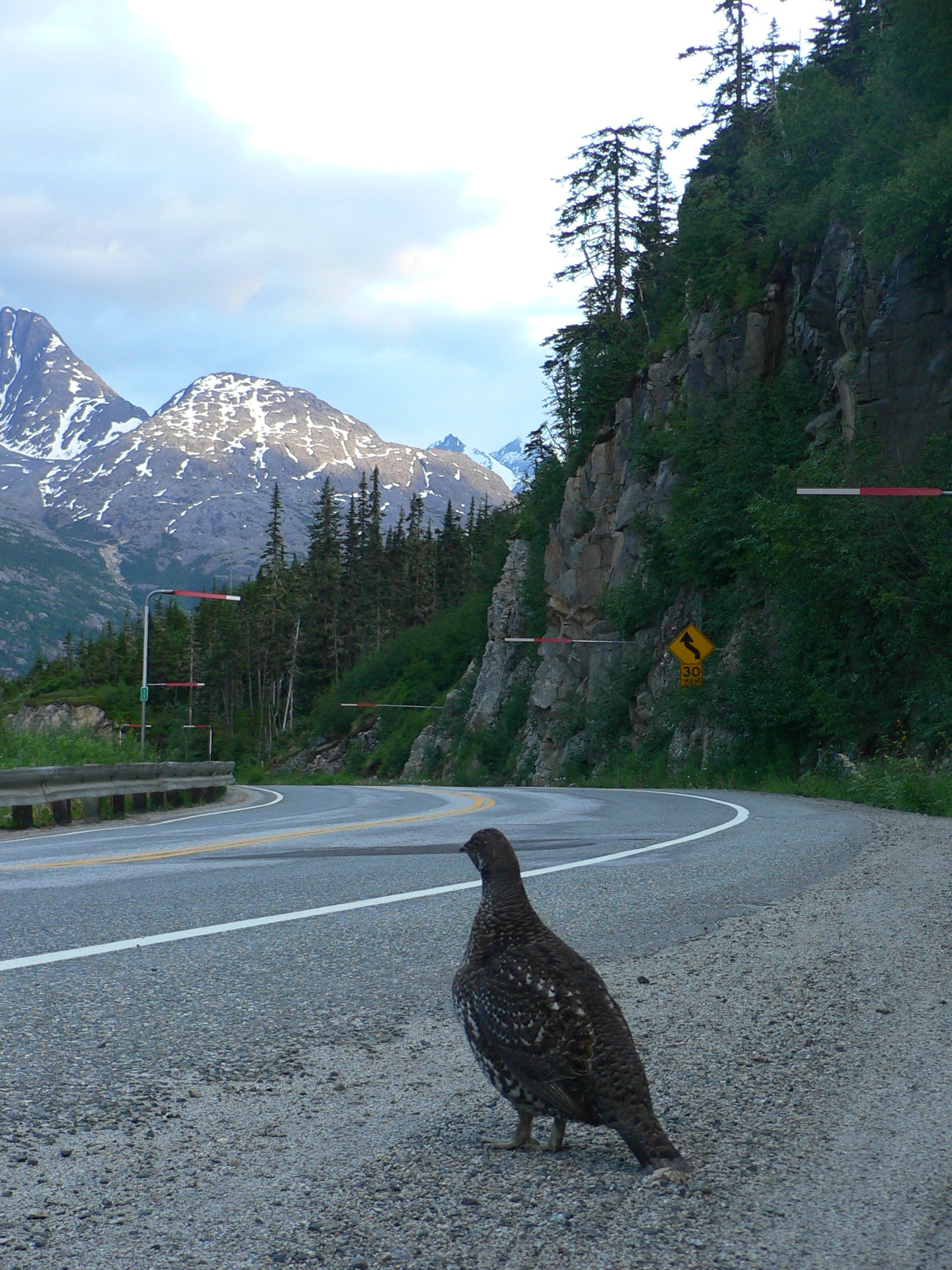 Ptarmigan
