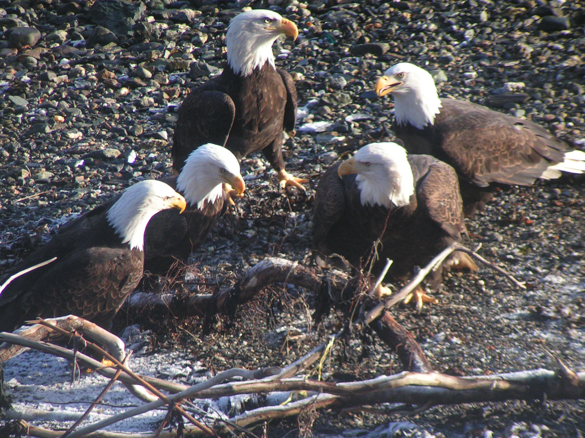 Bald Eagles