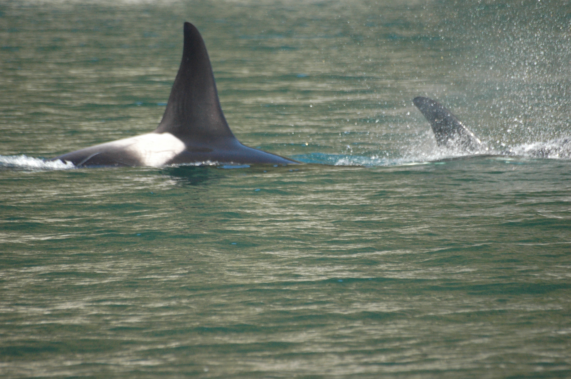 Killer Whale Skagway Alaska