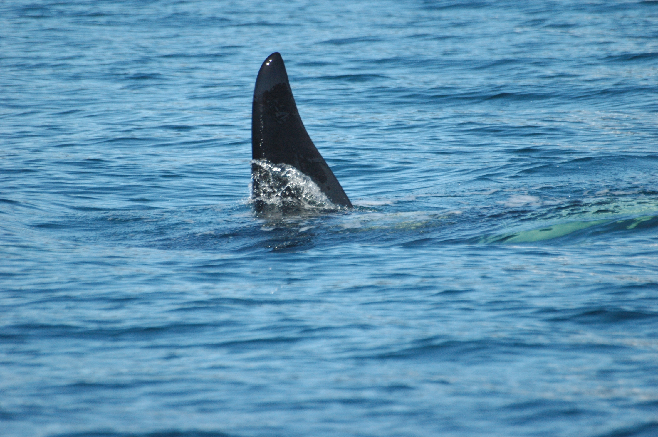 Orca Whale Skagway Alaska