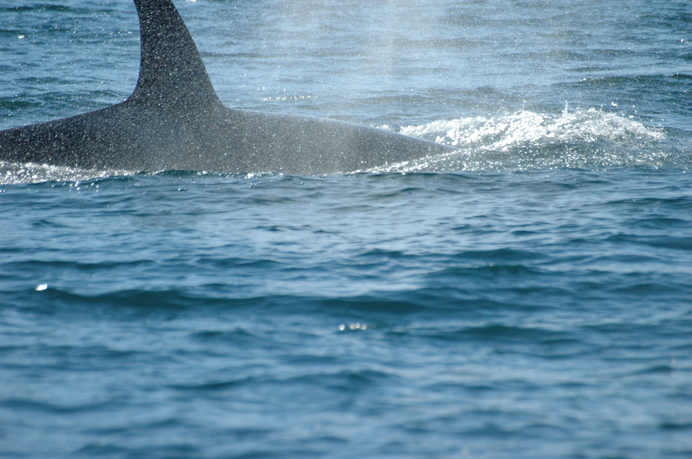 Orca Whale Skagway Alaska