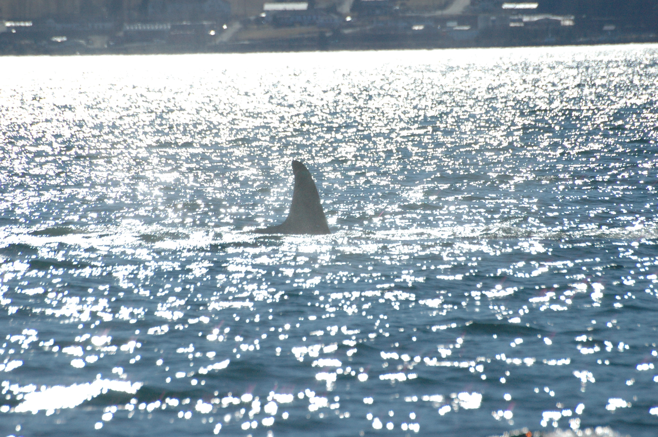 Orca Whale Skagway Alaska