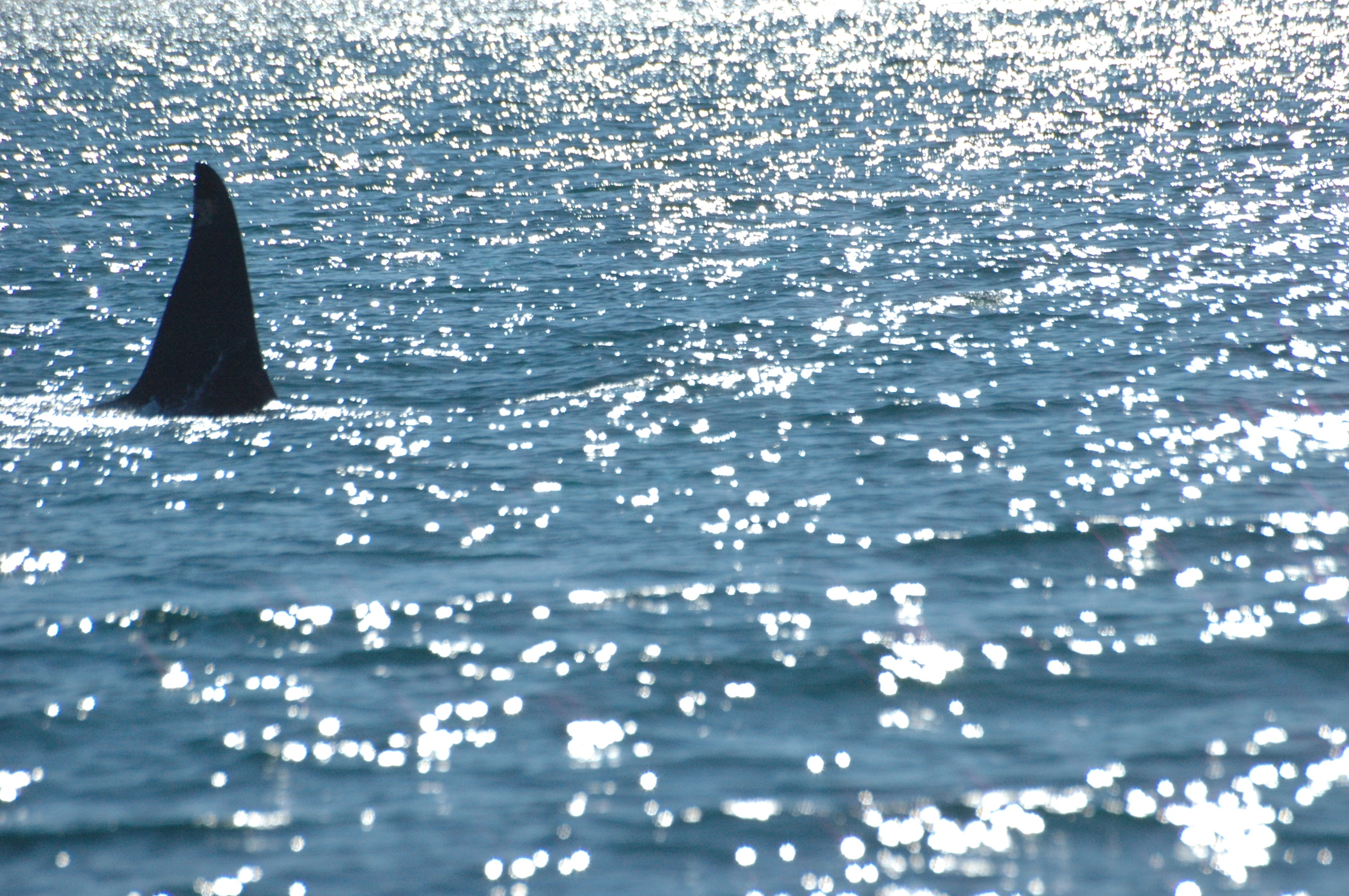 Killer Whale Skagway Alaska