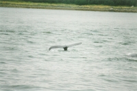 Whale Tale Skagway Alaska