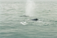 Whale Skagway Alaska