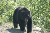 Black Bear Skagway Alaska