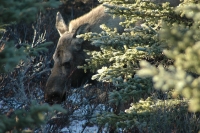 Moose Skagway Alaska