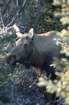 Moose Skagway Alaska