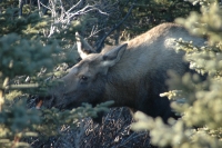 Moose Skagway Alaska
