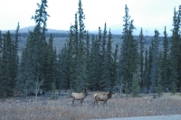 ELK