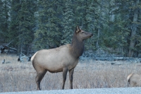 ELK