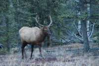 ELK