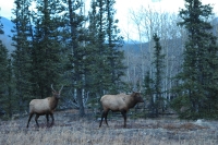 ELK