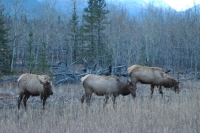 ELK