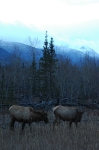 ELK