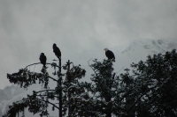Bald Eagle Skagway Alaska