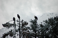 Bald Eagle Skagway Alaska