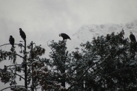 Bald Eagle Skagway Alaska