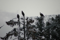 Bald Eagle Skagway Alaska