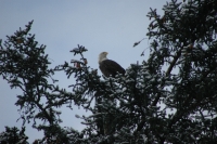 Bald Eagle Skagway Alaska