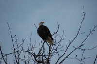 Bald Eagle Skagway Alaska