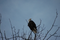 Bald Eagle Skagway Alaska