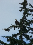 Bald Eagle Skagway Alaska
