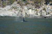 Orca Skagway Alaska