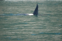 Killer Whale Skagway Alaska