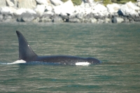 Killer Whale Skagway Alaska