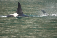 Orca Whale Skagway Alaska