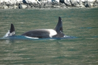 Killer Whale Skagway Alaska