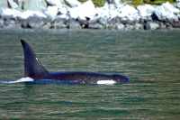 whale