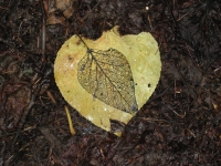 Leaf on trail