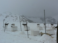 Dogsled camp in Skagway  Alaska