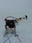 Dogsledding in Skagway  Alaska