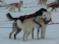 Dog sled dogs