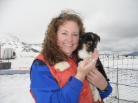 Dogsledding puppies